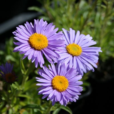 Aster alpinus Goliath