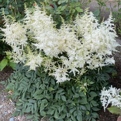 Astilbe japonica Ellie, Silverastilbe