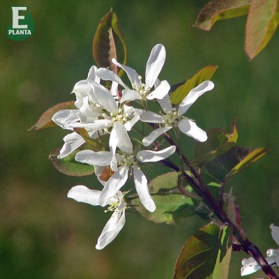 Amelanchier laevis fk Bäcklösa E, Kopparhäggmispel, busk C3,5