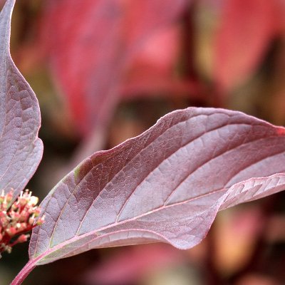 Cornus sericea Farba E, Videkornell, busk C3,5