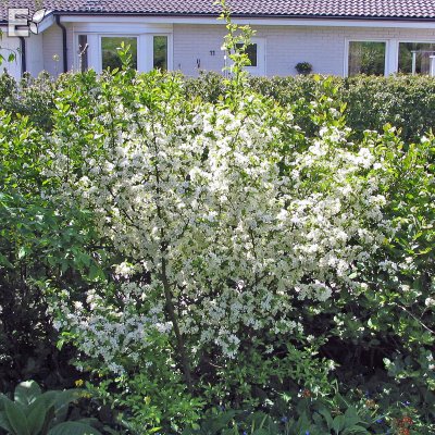 Malus toringo Göteborg E
