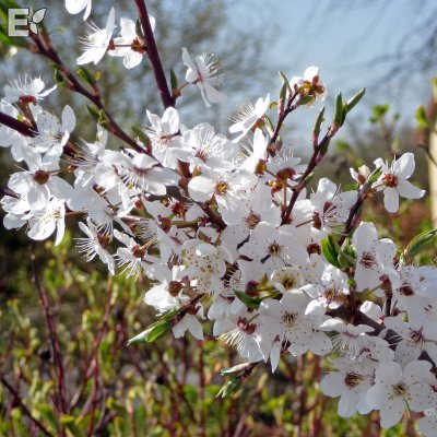 Prunus cerasifera Fk Cecilia E