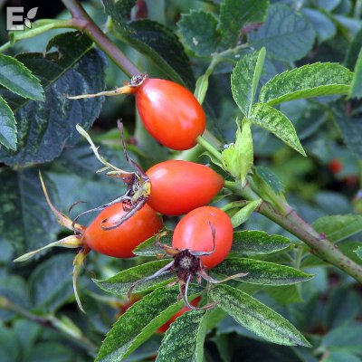 Rosa canina dumalis Västeråker E