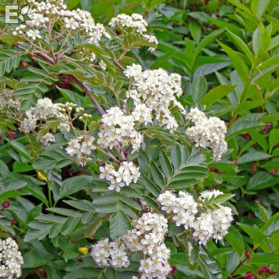 Sorbus Astrid E