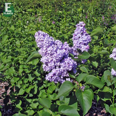 Syringa vulgaris Norrfjärden, Ädelsyrén