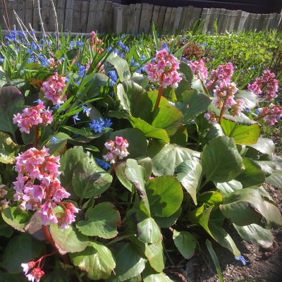 Bergenia hybr. Baby Doll, Trädgårdsbergenia, P9cm