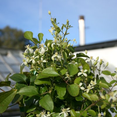 Clematis terniflora