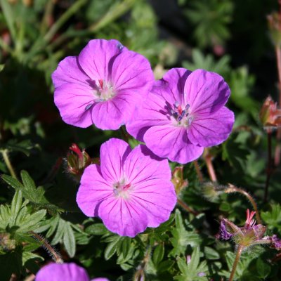 Geranium sanguineum Nanum