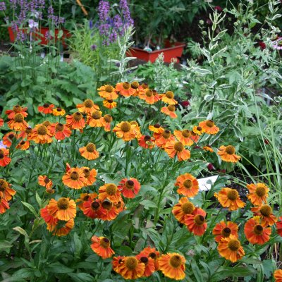 Helenium aut. hybr. Mardi Gras, Trädgårdssolbrud