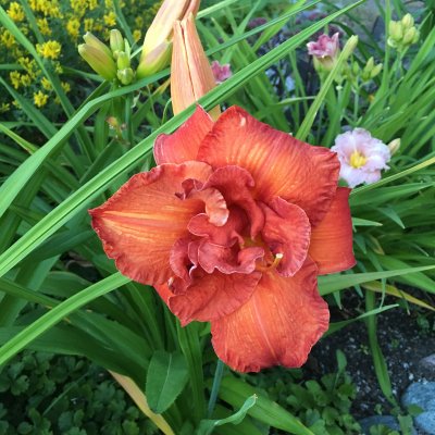 Hemerocallis hybr. Moses Fire, Daglilja