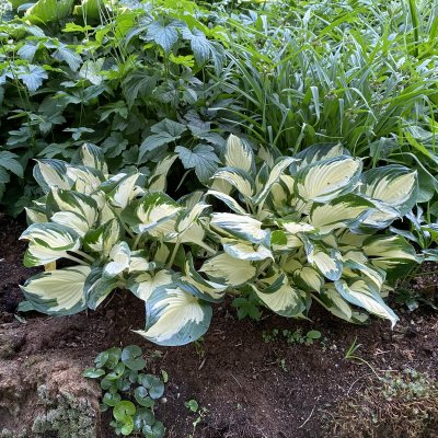 Hosta fortunei Fire and Ice, Blomsterfunkia, P9cm