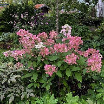 Hydrangea paniculata Wim´s Red