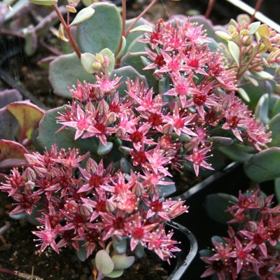 Hylotelephium hybr. Bertram Anderson