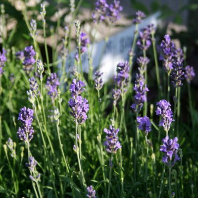 Lavandula angustifolia Dwarf Blue, Lavendel