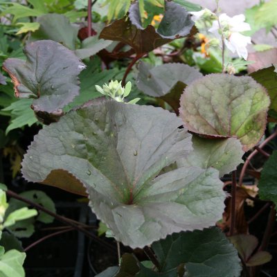 Ligularia dentata Britt-Marie Crawford ®, Klippstånds