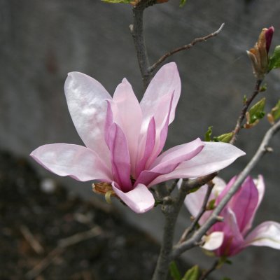 Magnolia liliflora George Henry Kern
