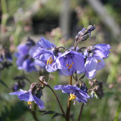Polemonium caeruleum ssp. yezoense Purple Rain, Blågull, P9cm