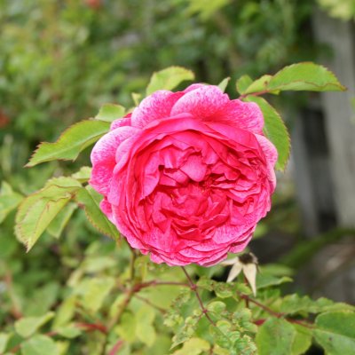 Morden Ruby, Kanadensisk Buskros, C4