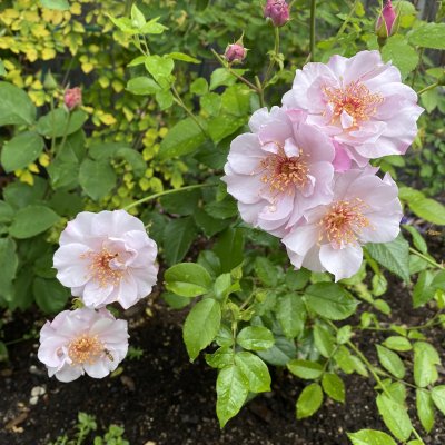 Rosa floribunda Odyssey ™