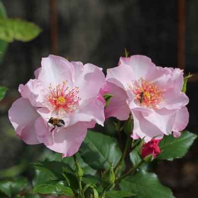 Rosa floribunda Odyssey ™