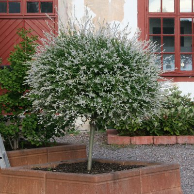 Salix integra Hakuro Nishiki