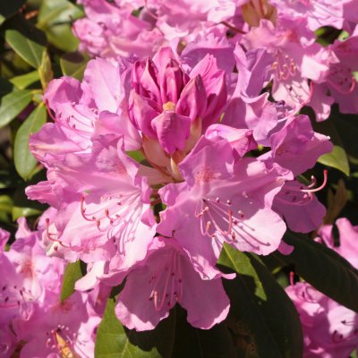 Rhododendron cataw. Roseum Elegans - Inkarho