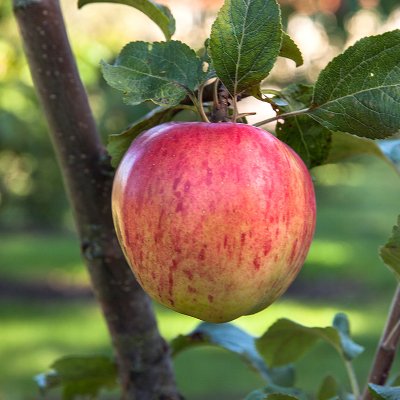 Höstäpple, Höstdessert E (Sügisdessert), stam A2 C10