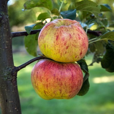 Höstäpple, Höstdessert E (Sügisdessert), stam A2 C10