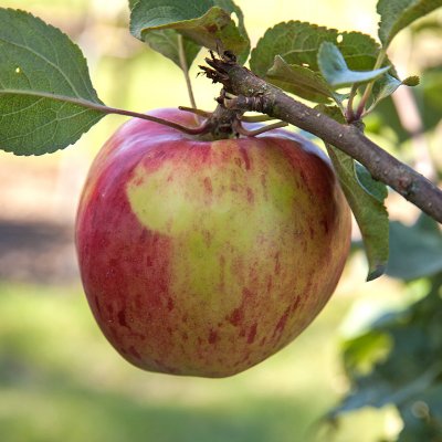 Höstäpple, Höstdessert E (Sügisdessert), stam A2 C10