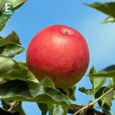 Sommaräpple, Agnes ® E, stam A2 C10