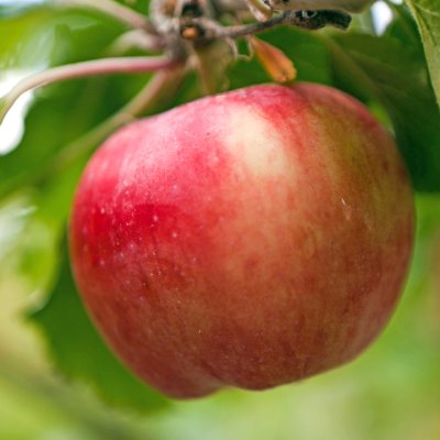 Malus domestica Alice