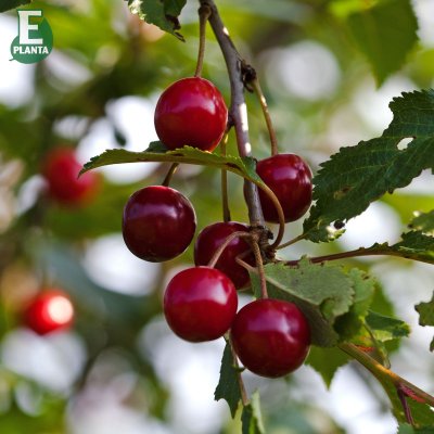 Surkörsbär, Fanal E (Heimanns Konservenweichsel), stam P.colt 2 års co