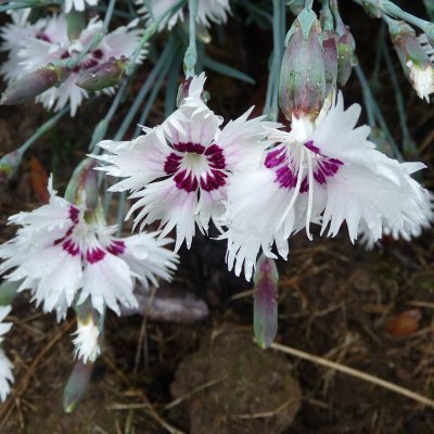 Dianthus plumarius Marieberg, Fjädernejlika, C11cm