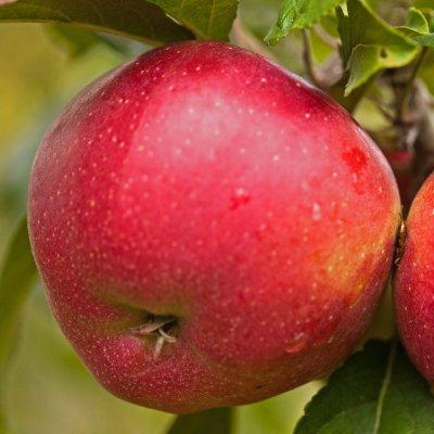 Vinteräpple, Gloster, stam MM111 2 års co
