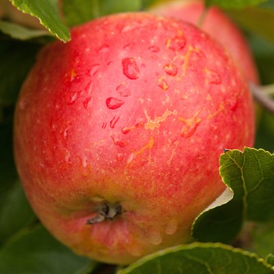 Höstäpple, James Grieve E, stam A2 C10