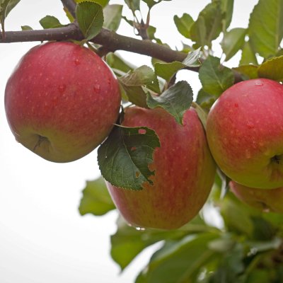 Höstäpple, James Grieve E, stam A2 C10