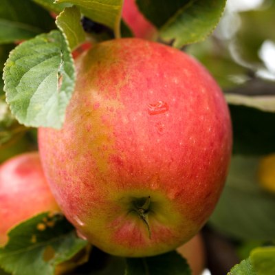 Höstäpple, James Grieve E, stam A2 C10