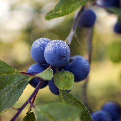 Krikon, Krikon från Balsgård, stam St.JulA C10