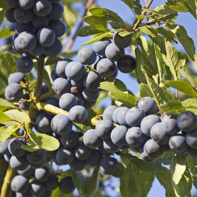 Krikon, Krikon från Balsgård, stam St.JulA C10