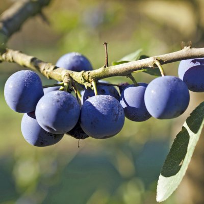 Krikon, Krikon från Balsgård, stam St.JulA C10