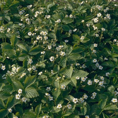 Fragaria vesca Linnésmultron (ÅT2, Linné), Smultron