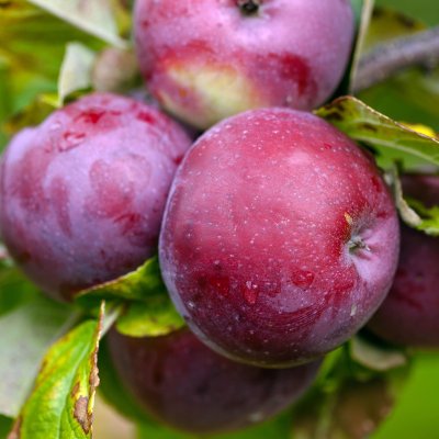 Höstäpple, Lobo, stam A2 C10