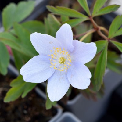 Anemone nemorosa Lismore Blue, Vitsippa, P9cm