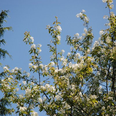 Amelanchier laevis Ballerina, Kopparhäggmispel, busk C3,5