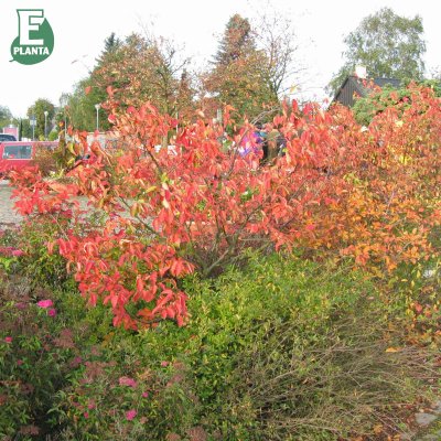 Amelanchier laevis fk Bäcklösa E, Kopparhäggmispel, busk C3,5