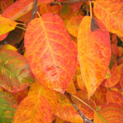 Amelanchier lamarckii Fk Ultuna, Prakthäggmispel, busk C3,5