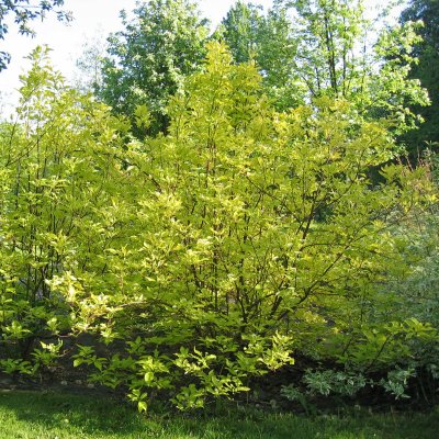 Cornus alba Aurea, Rysk Kornell, busk C3,5