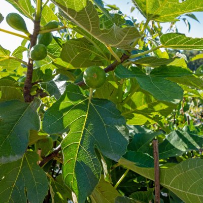 Ficus carica King (Desert King), Fikon / Fikon / Sanpedrofikon, co