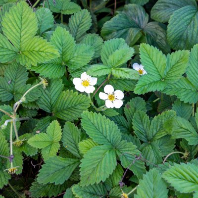 Fragaria moschata Askungen, Parksmultron