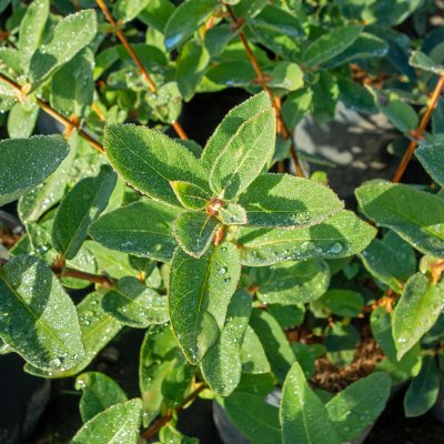 Lonicera caerulea var. kamtschatica Wojtek, Blåbärstry / Ryska Blåbär
